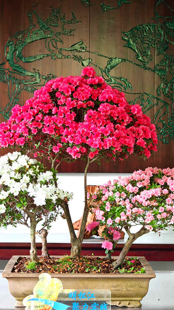 zuibaichi azalea 2