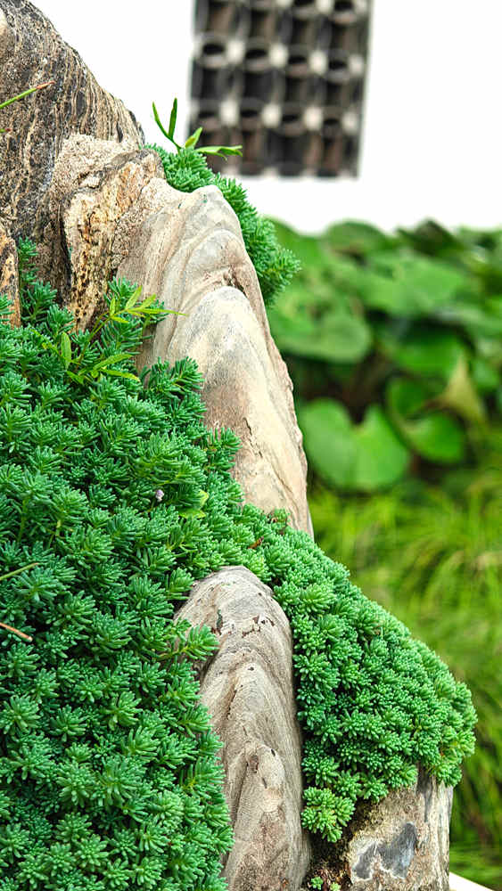 zuibaichi potted landscape 1